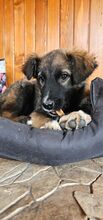 MARTIN, Hund, Mischlingshund in Forchheim - Bild 13