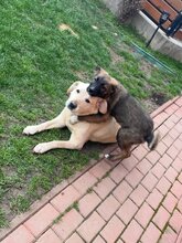 MARTIN, Hund, Mischlingshund in Forchheim - Bild 14