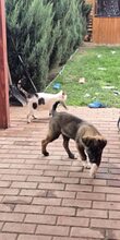 MARTIN, Hund, Mischlingshund in Forchheim - Bild 15