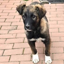 MARTIN, Hund, Mischlingshund in Forchheim - Bild 2