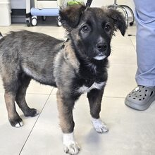 MARTIN, Hund, Mischlingshund in Forchheim - Bild 3