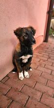 MARTIN, Hund, Mischlingshund in Forchheim - Bild 4