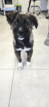 MARTIN, Hund, Mischlingshund in Forchheim - Bild 5