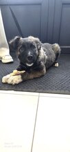 MARTIN, Hund, Mischlingshund in Forchheim - Bild 6