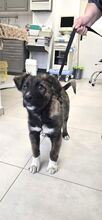 MARTIN, Hund, Mischlingshund in Forchheim - Bild 7