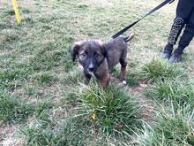MARTIN, Hund, Mischlingshund in Forchheim - Bild 8