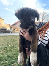 MARTIN, Hund, Mischlingshund in Forchheim - Bild 9