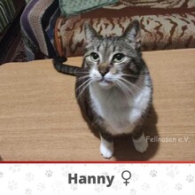 HANNY, Katze, Europäisch Kurzhaar in Langenhagen