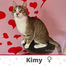 KIMY, Katze, Europäisch Kurzhaar in Bulgarien - Bild 5