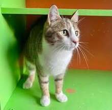 KIMY, Katze, Europäisch Kurzhaar in Bulgarien - Bild 6