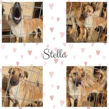 STELLA, Hund, Mischlingshund in Rumänien - Bild 14