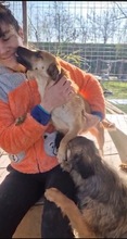 STELLA, Hund, Mischlingshund in Rumänien - Bild 15