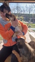 STELLA, Hund, Mischlingshund in Rumänien - Bild 16