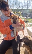 STELLA, Hund, Mischlingshund in Rumänien - Bild 17