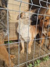 STELLA, Hund, Mischlingshund in Rumänien - Bild 18