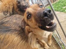 STELLA, Hund, Mischlingshund in Rumänien - Bild 19