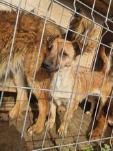 STELLA, Hund, Mischlingshund in Rumänien - Bild 20
