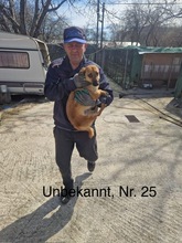 STELLA, Hund, Mischlingshund in Rumänien - Bild 21