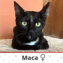 MACA, Katze, Europäisch Kurzhaar in Langenhagen