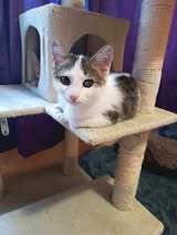 MAYA, Katze, Europäisch Kurzhaar in Itzehoe - Bild 1