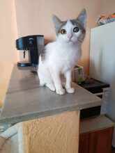 MAYA, Katze, Europäisch Kurzhaar in Itzehoe - Bild 2