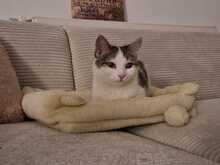 MAYA, Katze, Europäisch Kurzhaar in Itzehoe - Bild 3