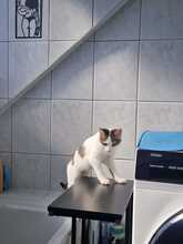 MAYA, Katze, Europäisch Kurzhaar in Itzehoe - Bild 4