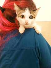 MAYA, Katze, Europäisch Kurzhaar in Itzehoe - Bild 5
