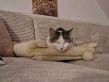 MAYA, Katze, Europäisch Kurzhaar in Itzehoe - Bild 6