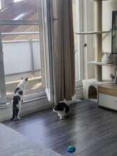 MAYA, Katze, Europäisch Kurzhaar in Itzehoe - Bild 8