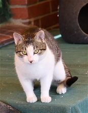 PERCY, Katze, Europäisch Kurzhaar in Bramsche - Bild 1