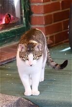 PERCY, Katze, Europäisch Kurzhaar in Bramsche - Bild 2
