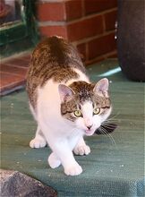 PERCY, Katze, Europäisch Kurzhaar in Bramsche - Bild 3