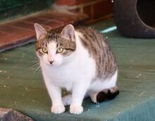 PERCY, Katze, Europäisch Kurzhaar in Bramsche - Bild 4