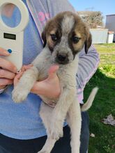 KIMBERLEY, Hund, Mischlingshund in Griechenland - Bild 10