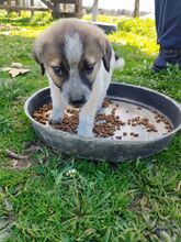 KIMBERLEY, Hund, Mischlingshund in Griechenland - Bild 11