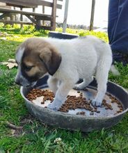 KIMBERLEY, Hund, Mischlingshund in Griechenland - Bild 12