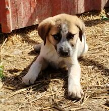 KIMBERLEY, Hund, Mischlingshund in Griechenland - Bild 6