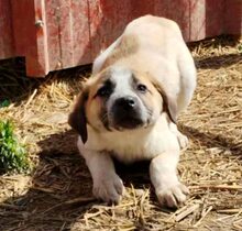 KIMBERLEY, Hund, Mischlingshund in Griechenland - Bild 7