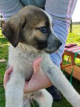 KIMBERLEY, Hund, Mischlingshund in Griechenland - Bild 9