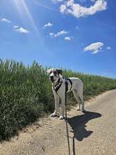 MAXIMUS, Hund, Mischlingshund in Kürten - Bild 15