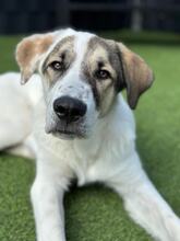 MAXIMUS, Hund, Mischlingshund in Kürten - Bild 16