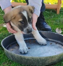 KYLIA, Hund, Mischlingshund in Griechenland - Bild 11