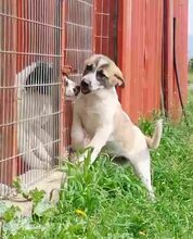 KYLIA, Hund, Mischlingshund in Griechenland - Bild 13