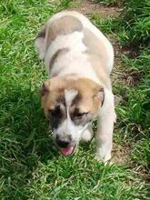 KYLIA, Hund, Mischlingshund in Griechenland - Bild 6