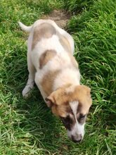 KYLIA, Hund, Mischlingshund in Griechenland - Bild 7