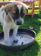 KYLIA, Hund, Mischlingshund in Griechenland - Bild 8