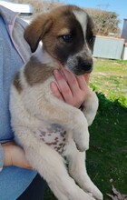 KYLIA, Hund, Mischlingshund in Griechenland - Bild 9