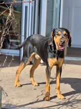 ANDREAS, Hund, Deutsche Bracke-Mix in Biebergemünd - Bild 1