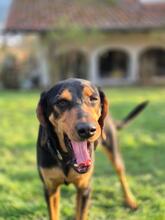 ANDREAS, Hund, Deutsche Bracke-Mix in Biebergemünd - Bild 10